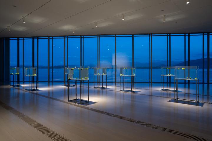 centrobotin_shimabuku095